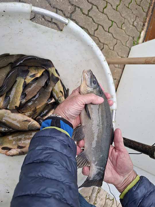 Fischbesatz Herbst 2025 – Bild 06
