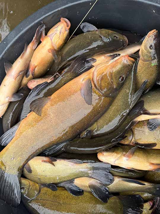 Fischbesatz Herbst 2025 – Bild 10