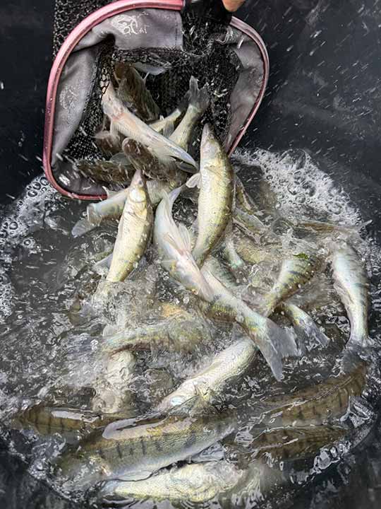 Fischbesatz Herbst 2025 – Bild 13