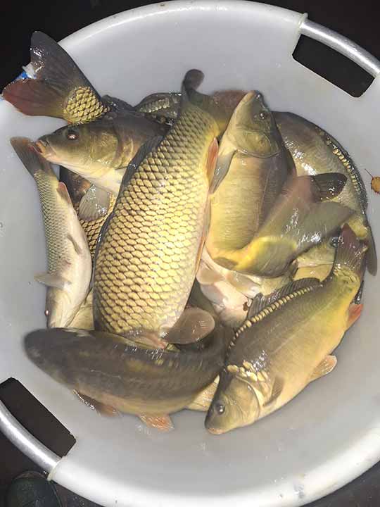 Fischbesatz Herbst 2025 02