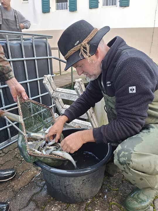 Fischbesatz Herbst 2025 08