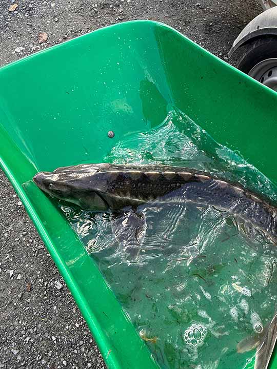 Fischbesatz Herbst 2025 15