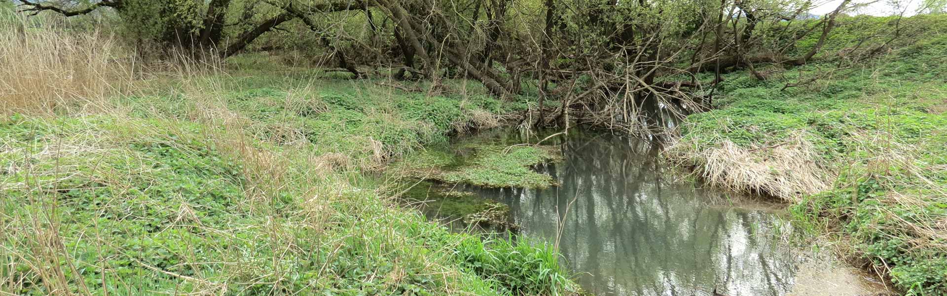 Gewässer - Lauter - Mainfischerei Lichtenfels
